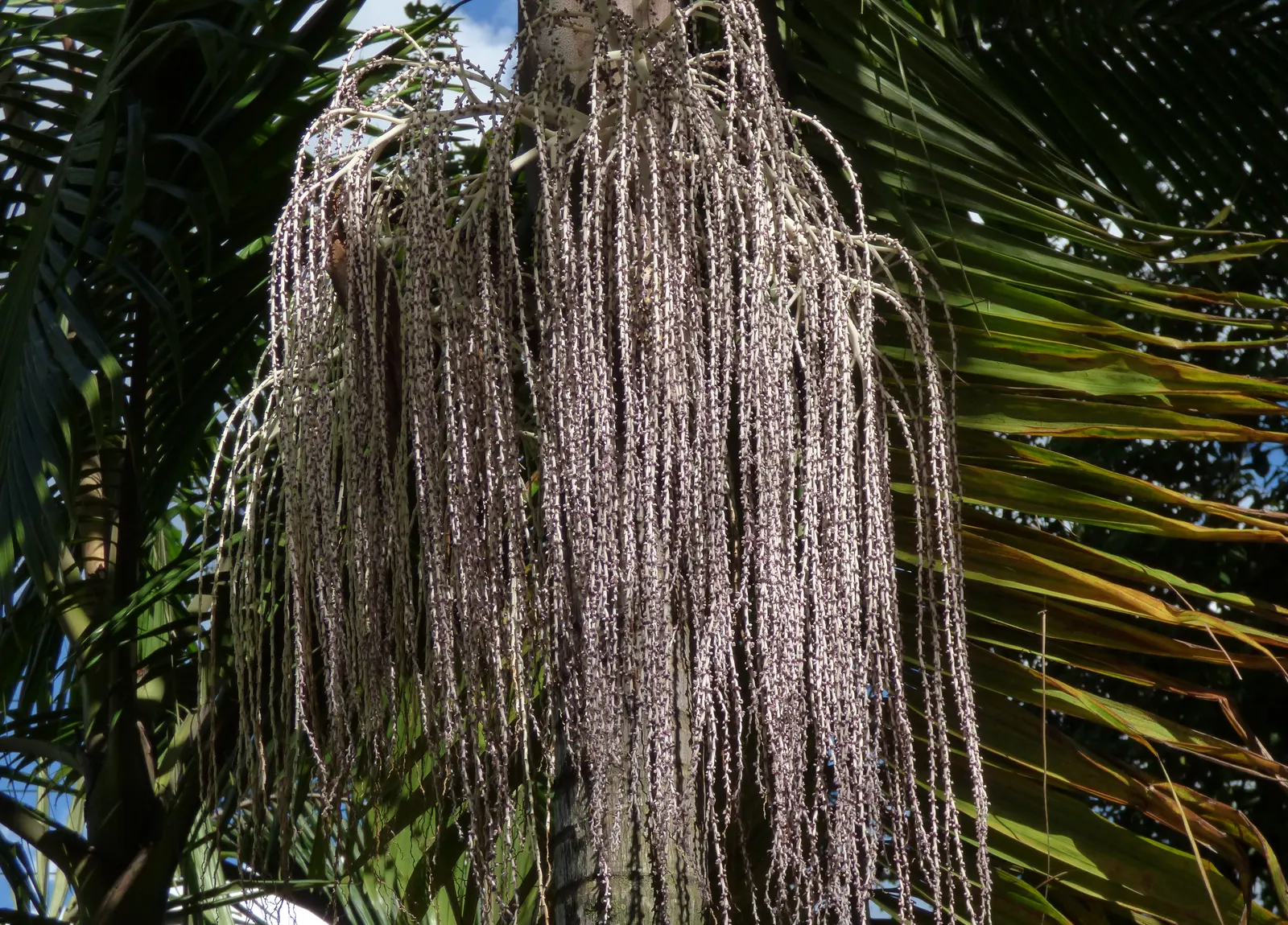 King Palm (Archontophoenix Cunninghamiana) — particularly during its establishment period; it provides an excellent contrast to lower-lying plants and is