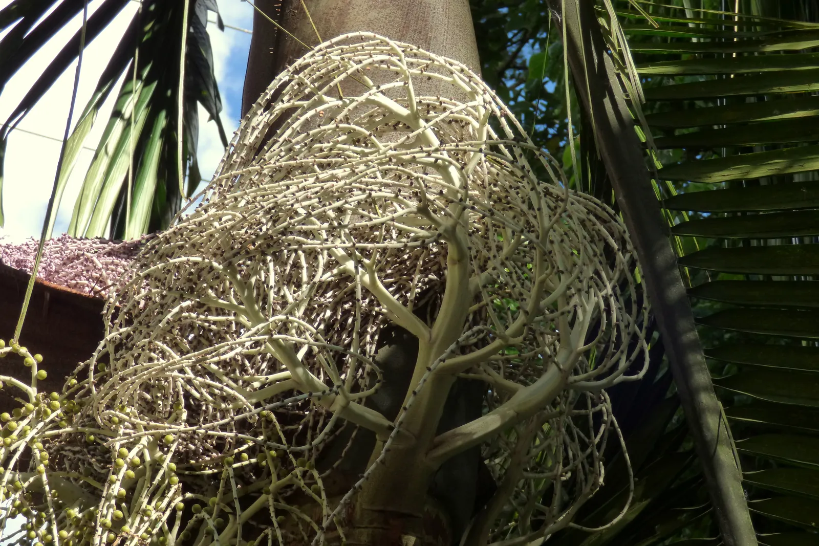 King Palm (Archontophoenix Cunninghamiana) — although younger palms benefit from some protection from intense midday sun
