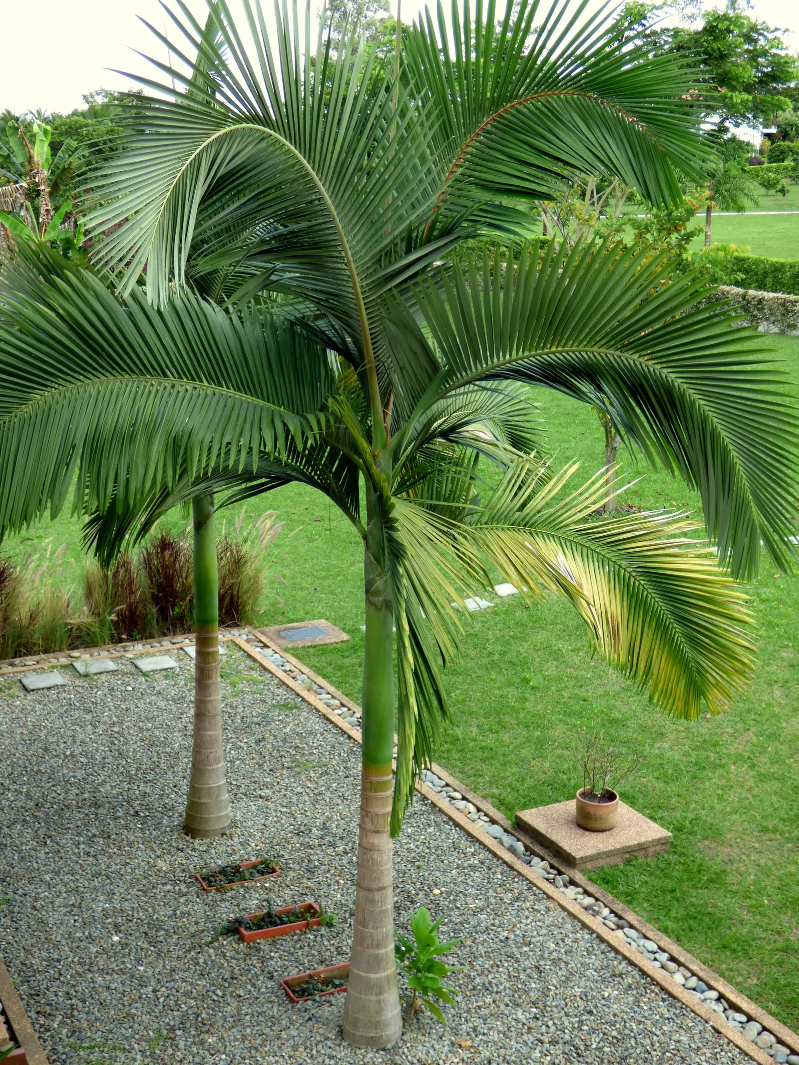 King Palm (Archontophoenix Cunninghamiana) — particularly during its establishment period; it provides an excellent contrast to lower-lying plants, image 57