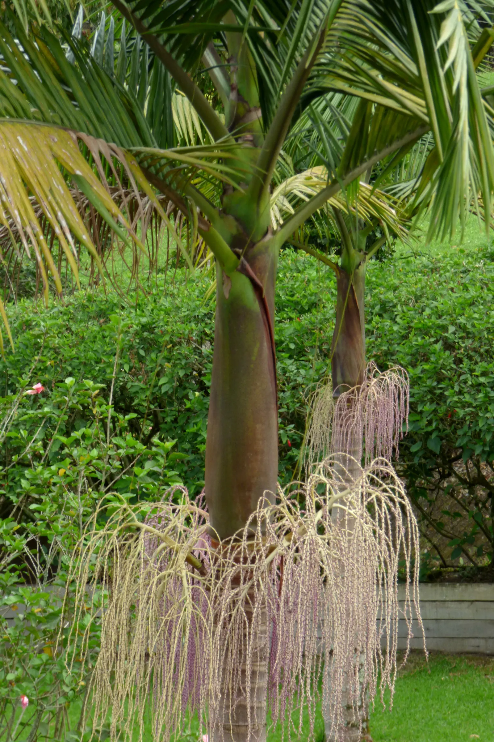 King Palm (Archontophoenix Cunninghamiana) — consider its vertical presence and potential shade implications; offering additional visual interest, image 59