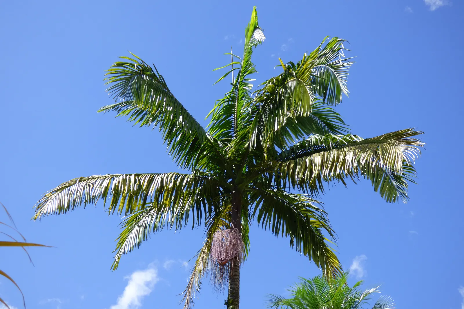 King Palm (Archontophoenix Cunninghamiana) — scientifically known as Archontophoenix cunninghamiana; this fast-growing palm thrives in full sun to partial