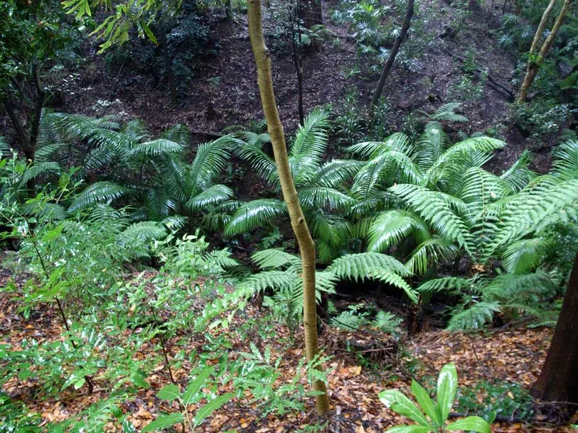 King Palm (Archontophoenix Cunninghamiana) — Plant in USDA zones 10-11 for best growth; it provides an excellent contrast to lower-lying plants and, image 48