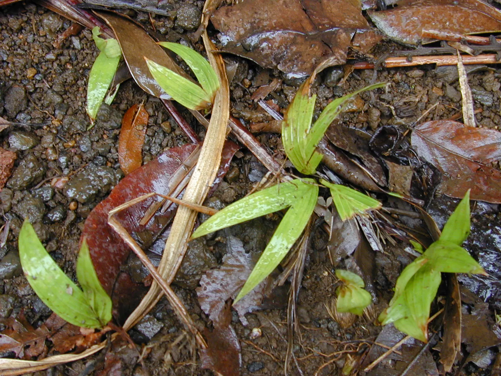 King Palm (Archontophoenix Cunninghamiana) — offering additional visual interest and attracting a range of local fauna.<br><br>For successful growth, image 53