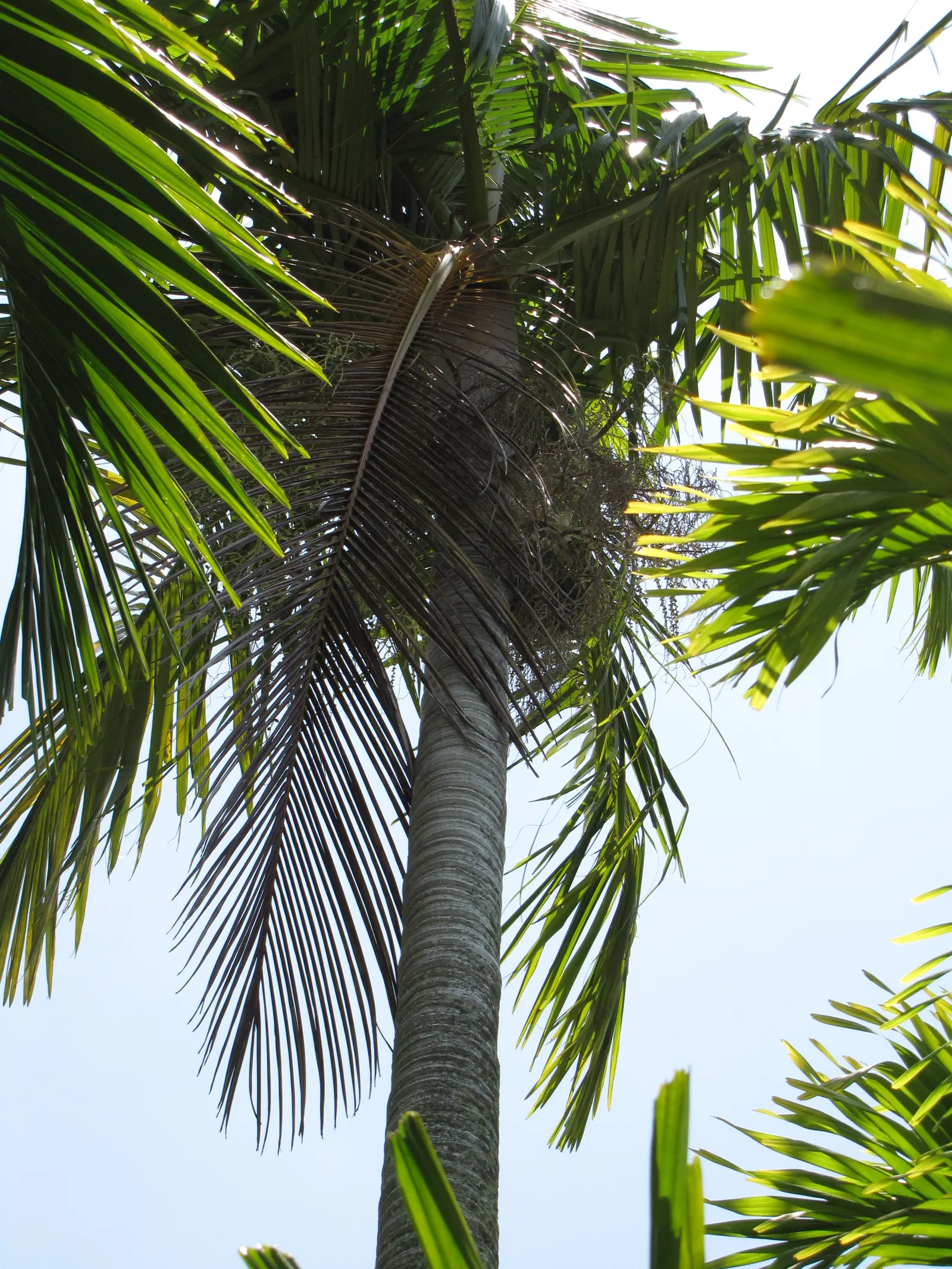 King Palm (Archontophoenix Cunninghamiana) — Regular watering is vital