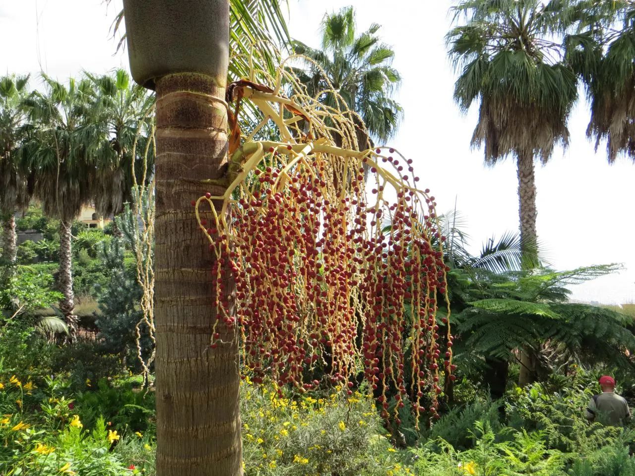 King Palm (Archontophoenix Cunninghamiana) — This fast-growing palm thrives in full sun to partial shade, preferring moist, well-drained soils
