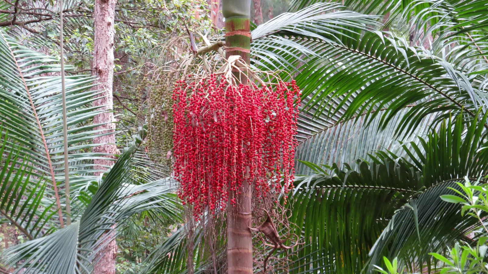 King Palm (Archontophoenix Cunninghamiana) — the King Palm prefers well-draining soil and does well in full sun to partially shaded areas