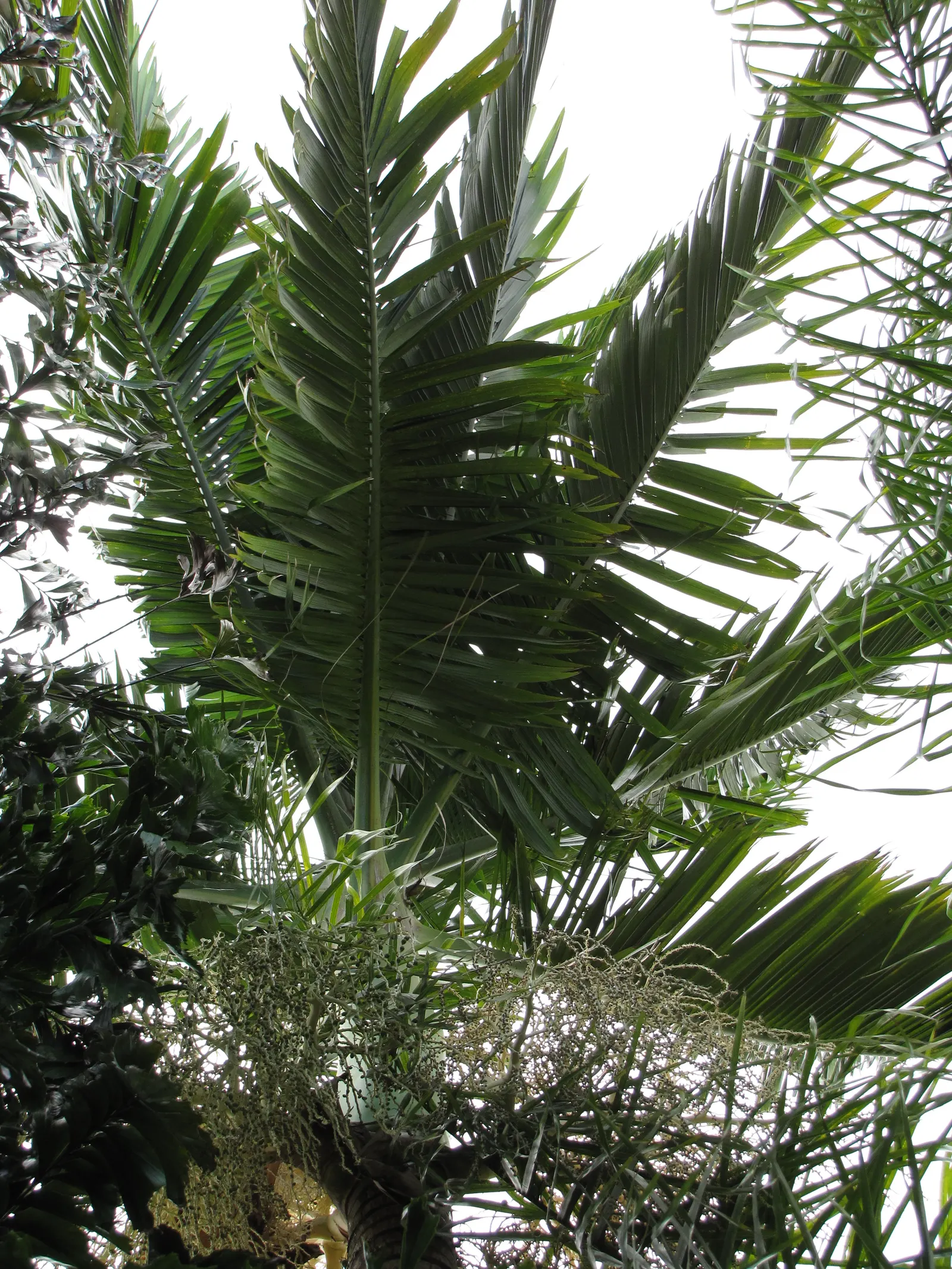 King Palm (Archontophoenix Cunninghamiana) — scientifically known as Archontophoenix cunninghamiana; this fast-growing palm thrives in full sun to, image 49