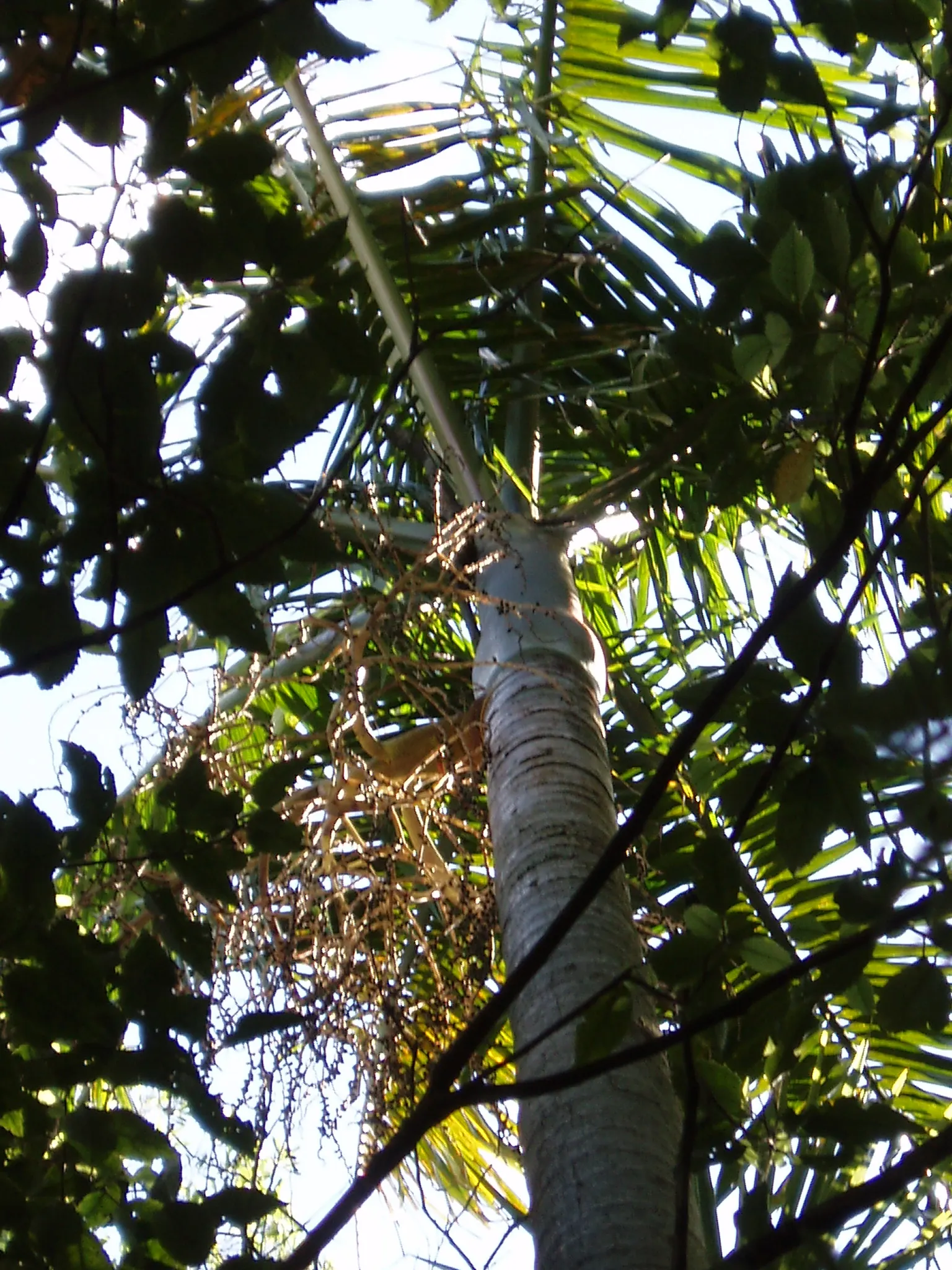 King Palm (Archontophoenix Cunninghamiana) — supports a crown of lustrous green fronds extending 6-10 feet; it provides an excellent contrast to, image 66