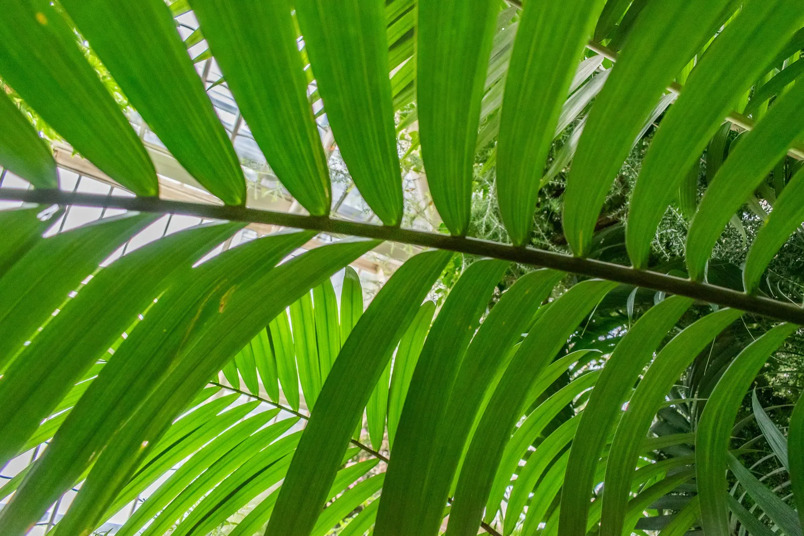 King Palm (Archontophoenix Cunninghamiana) — gray trunk that can reach up to 50 feet in height with a spread of around 10 to 15 feet; it provides, image 72