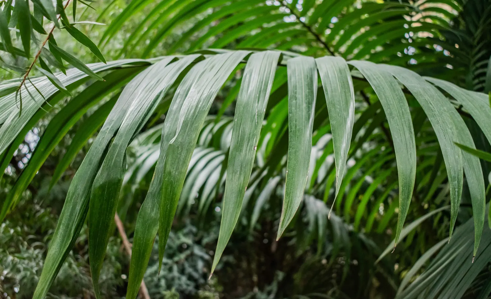 King Palm (Archontophoenix Cunninghamiana) — being used in group plantings or as standalone specimens