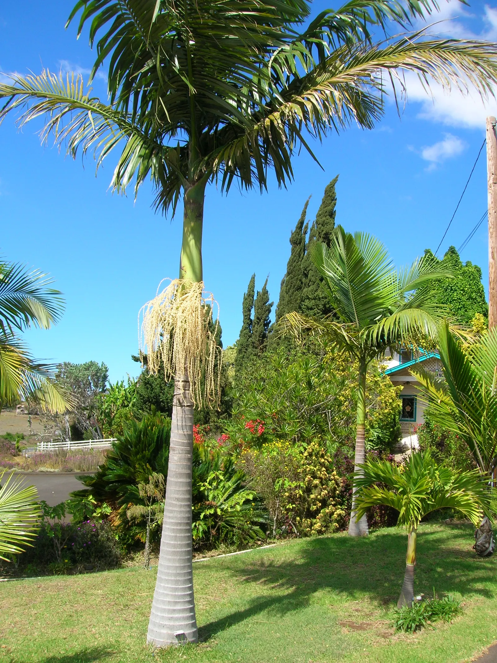 King Palm (Archontophoenix Cunninghamiana) — Plant in USDA zones 10-11 for best growth