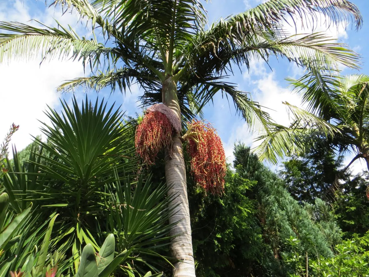 King Palm (Archontophoenix Cunninghamiana) — The pinnate fronds, reaching lengths of up to 6 to 10 feet, gracefully arc, creating an elegant canopy; this
