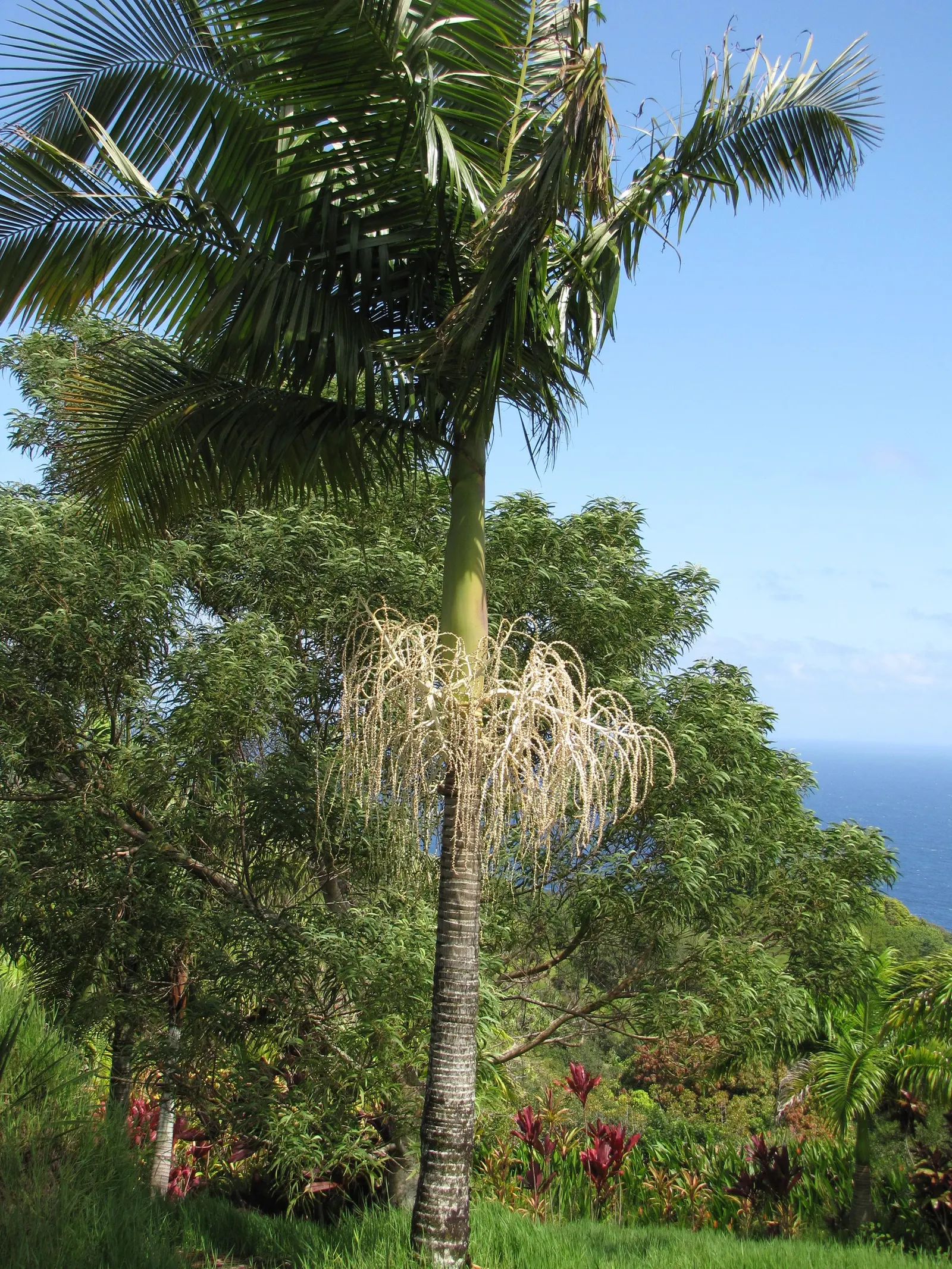 King Palm (Archontophoenix Cunninghamiana) — gray trunk that can reach up to 50 feet in height with a spread of around 10 to 15 feet; it provides, image 51