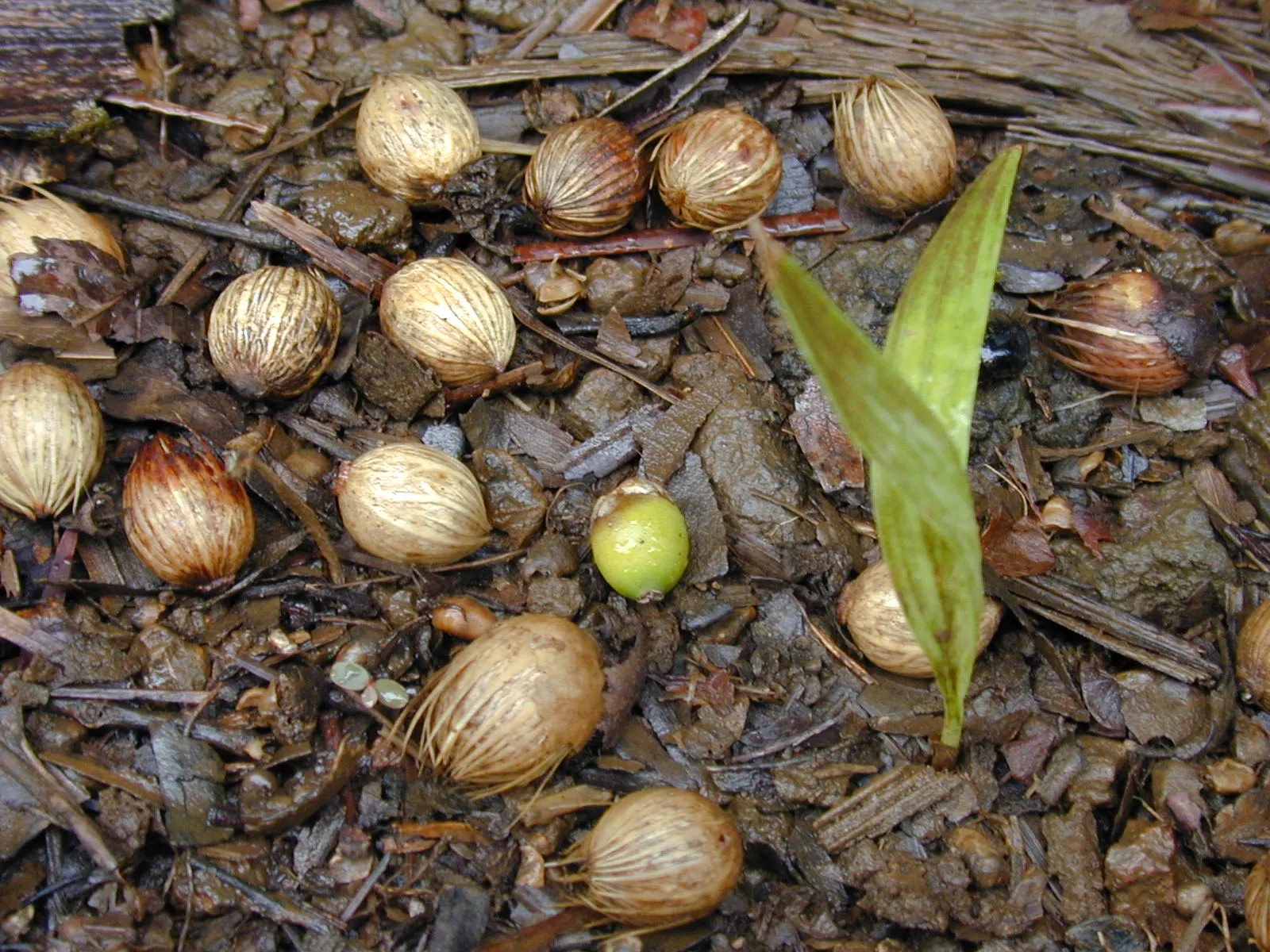 King Palm (Archontophoenix Cunninghamiana) — robust root system.<br><br>When integrating the Archontophoenix cunninghamiana into your landscape, image 58
