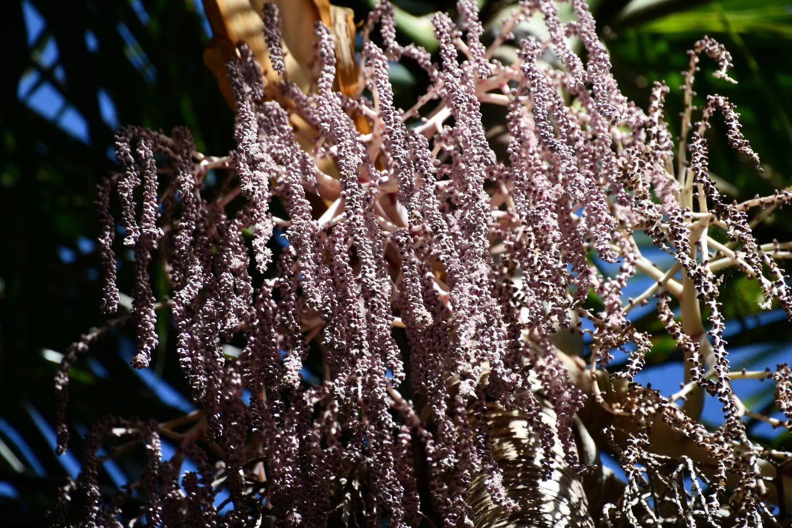 King Palm (Archontophoenix Cunninghamiana) — the King Palm prefers well-draining soil and does well in full sun to partially shaded areas; it, image 54