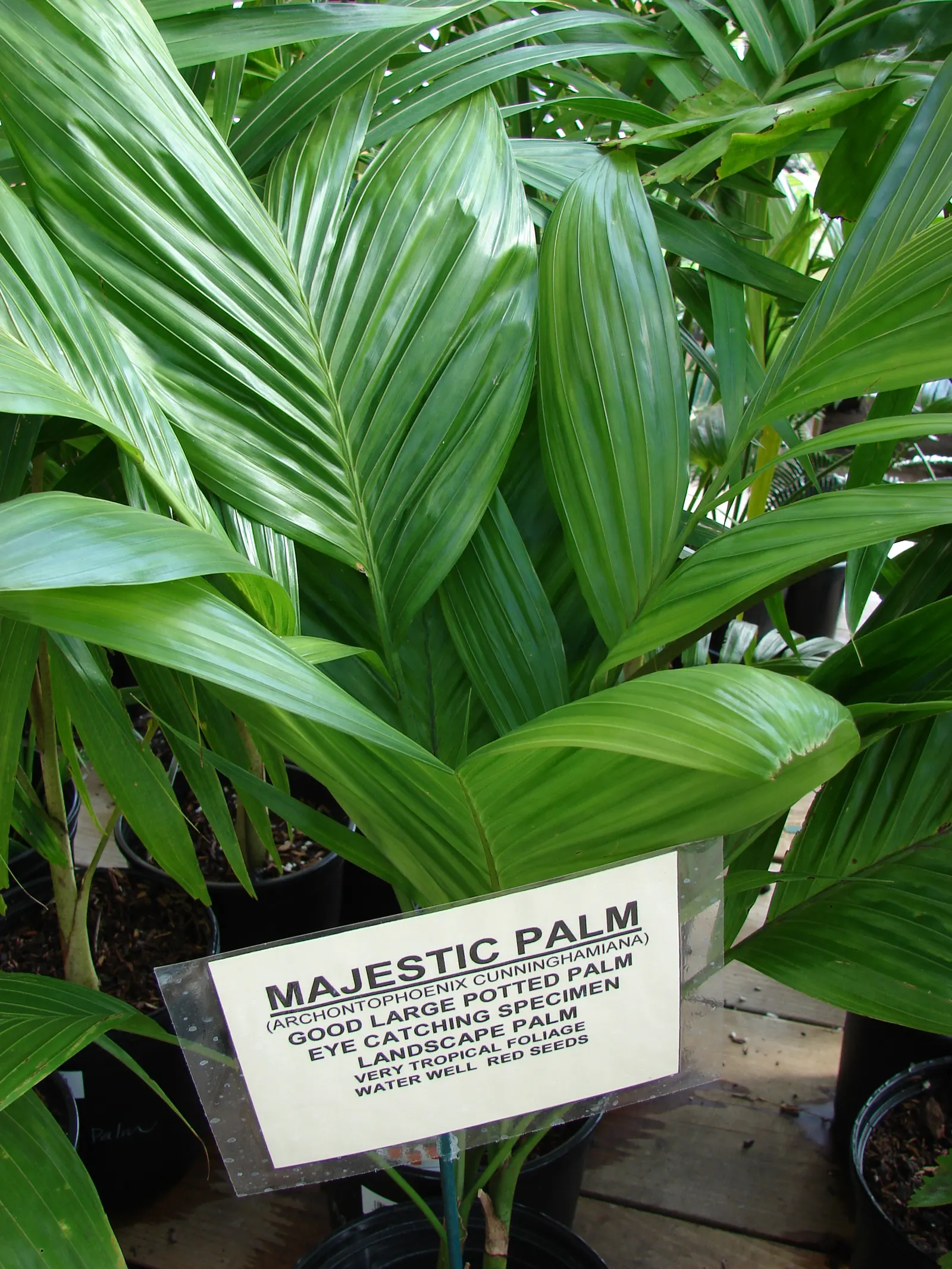 King Palm (Archontophoenix Cunninghamiana) — is a regal addition to any landscape with its stately appearance and lush foliage; offering additional, image 71