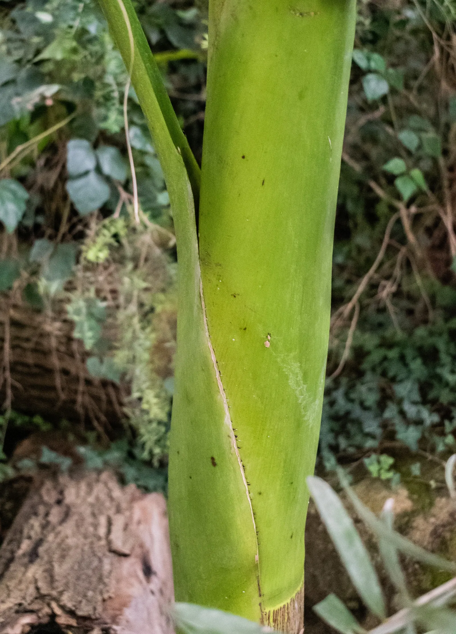 King Palm (Archontophoenix Cunninghamiana) — is a regal addition to any landscape with its stately appearance and lush foliage