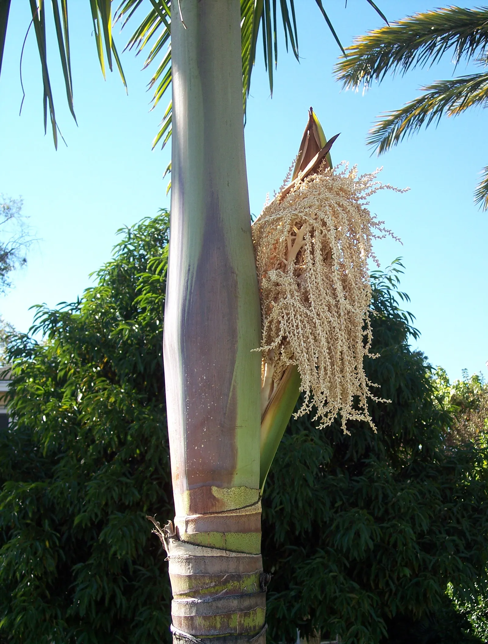 King Palm (Archontophoenix Cunninghamiana) — The King Palm's stately elegance will undoubtedly elevate any garden space; offering additional visual interest