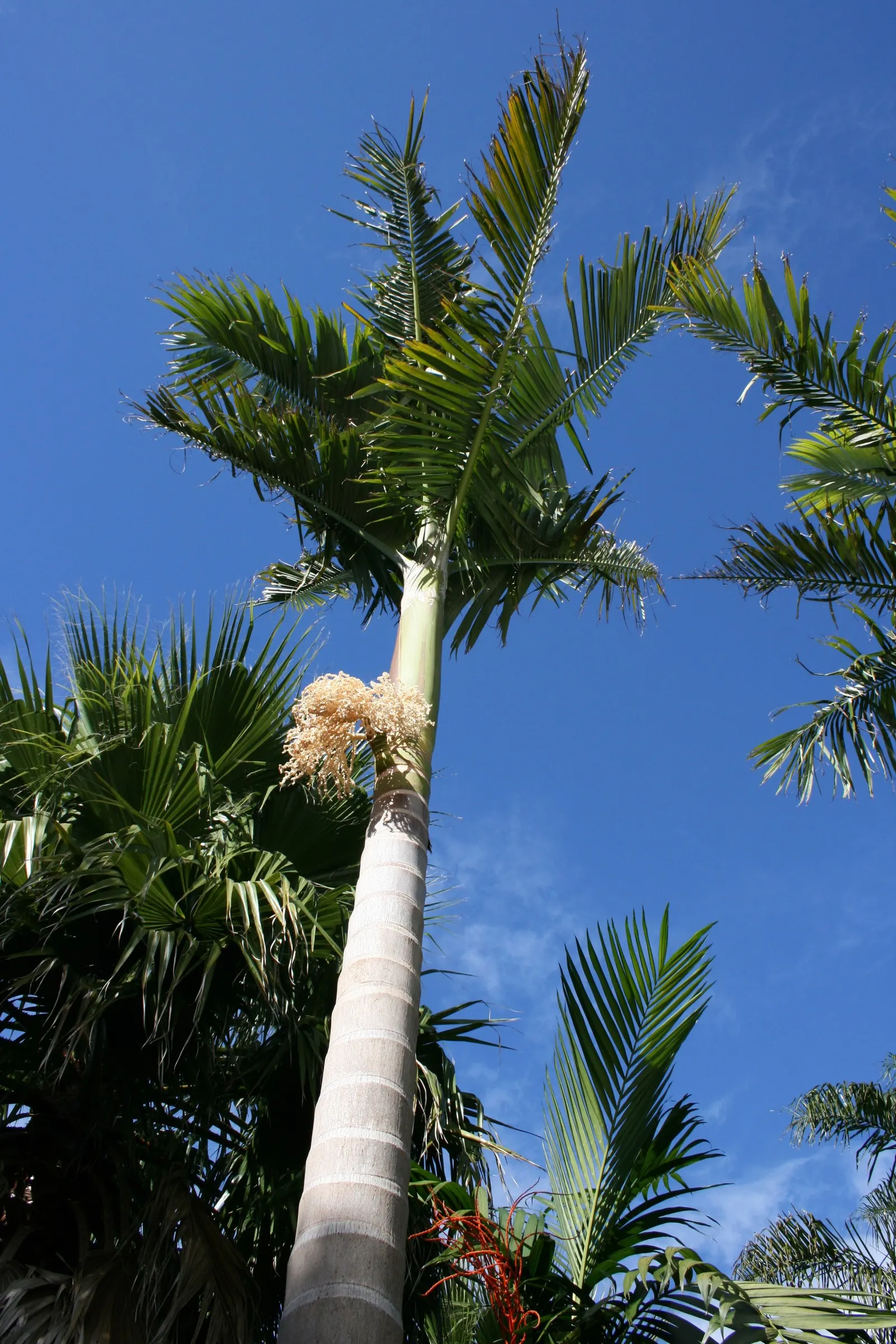 King Palm (Archontophoenix Cunninghamiana) — Ideal for tropical landscapes, it offers a formal appearance and is frost-sensitive; offering additional visual