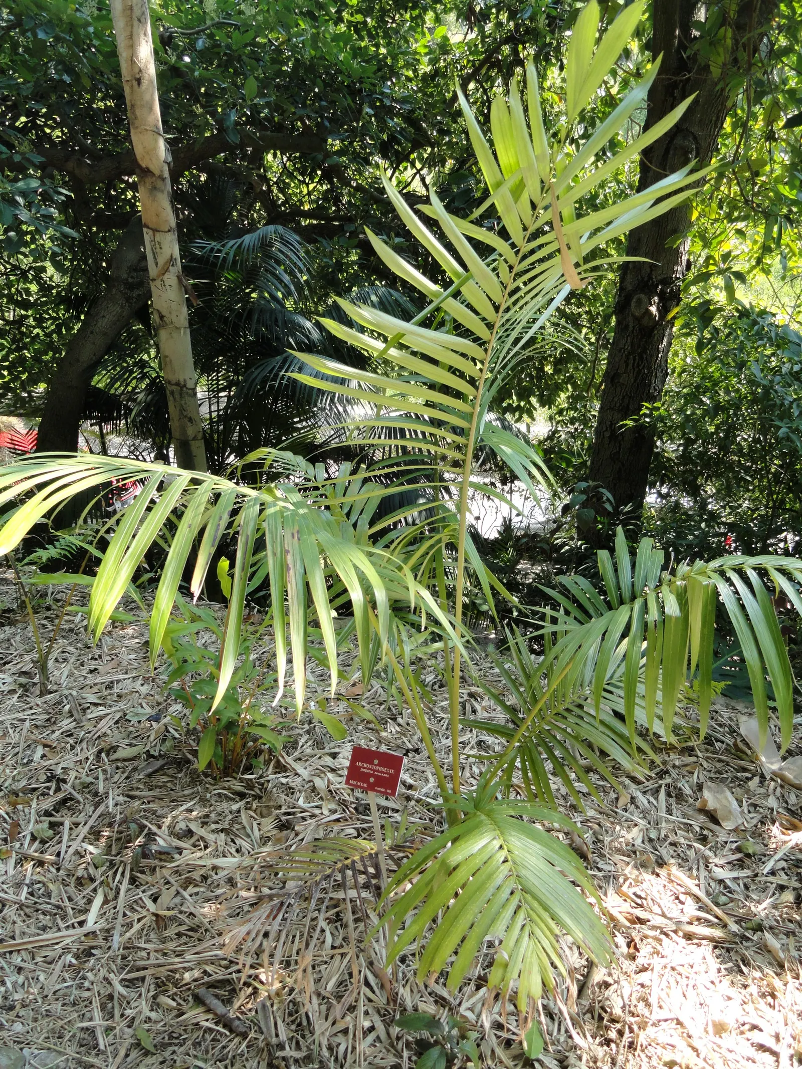 King Palm (Archontophoenix Cunninghamiana) — is a regal addition to any landscape with its stately appearance and lush foliage; offering additional, image 50