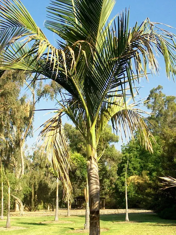 King Palm (Archontophoenix Cunninghamiana) — measuring 1-1.5 feet in diameter; offering additional visual interest and attracting a range of local, image 65