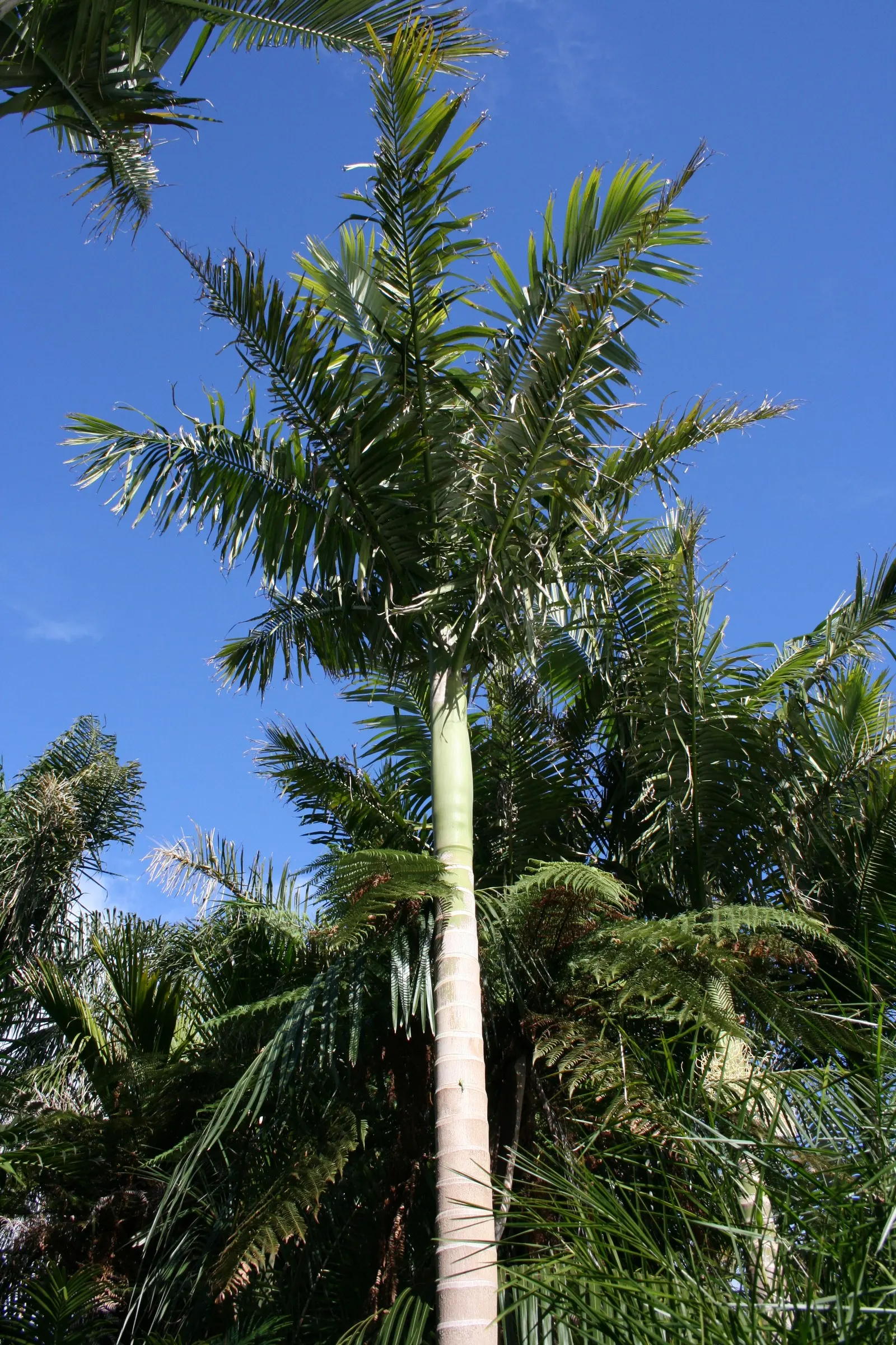 King Palm (Archontophoenix Cunninghamiana) — Plant in USDA zones 10-11 for best growth; it provides an excellent contrast to lower-lying plants and, image 69