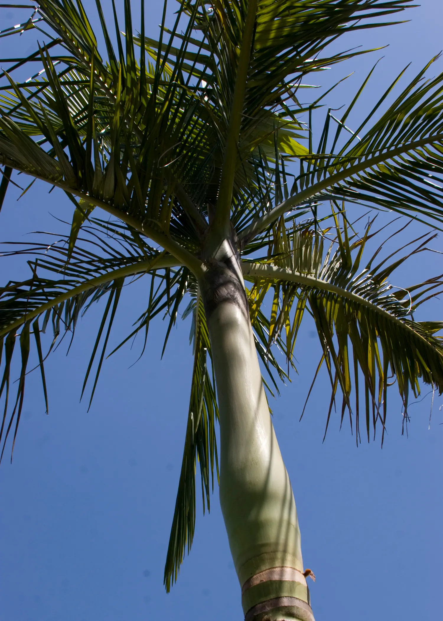 King Palm (Archontophoenix Cunninghamiana) — The pinnate fronds, reaching lengths of up to 6 to 10 feet, gracefully arc, creating an elegant, image 52