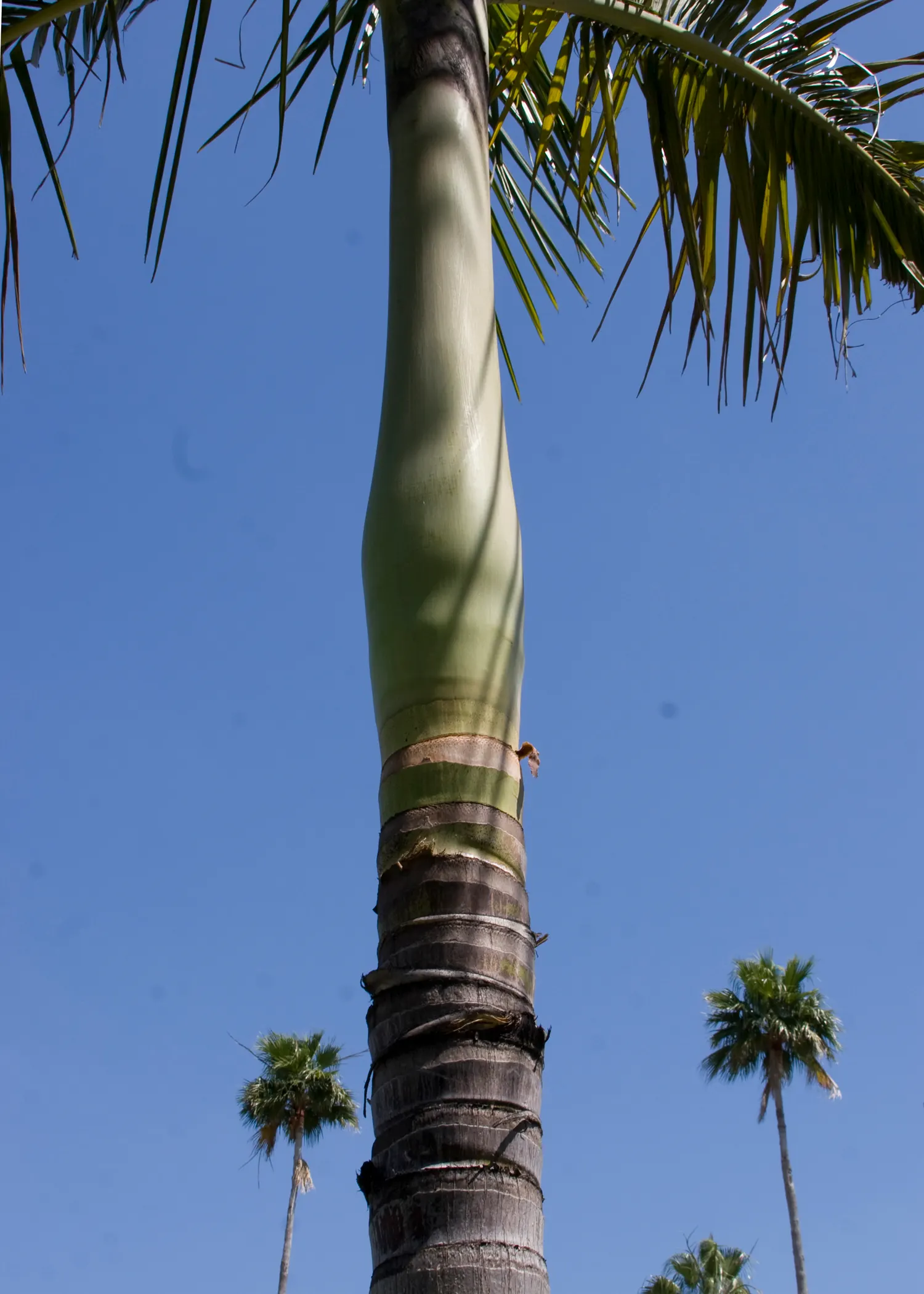 King Palm (Archontophoenix Cunninghamiana) — although younger palms benefit from some protection from intense midday sun; this fast-growing palm, image 55