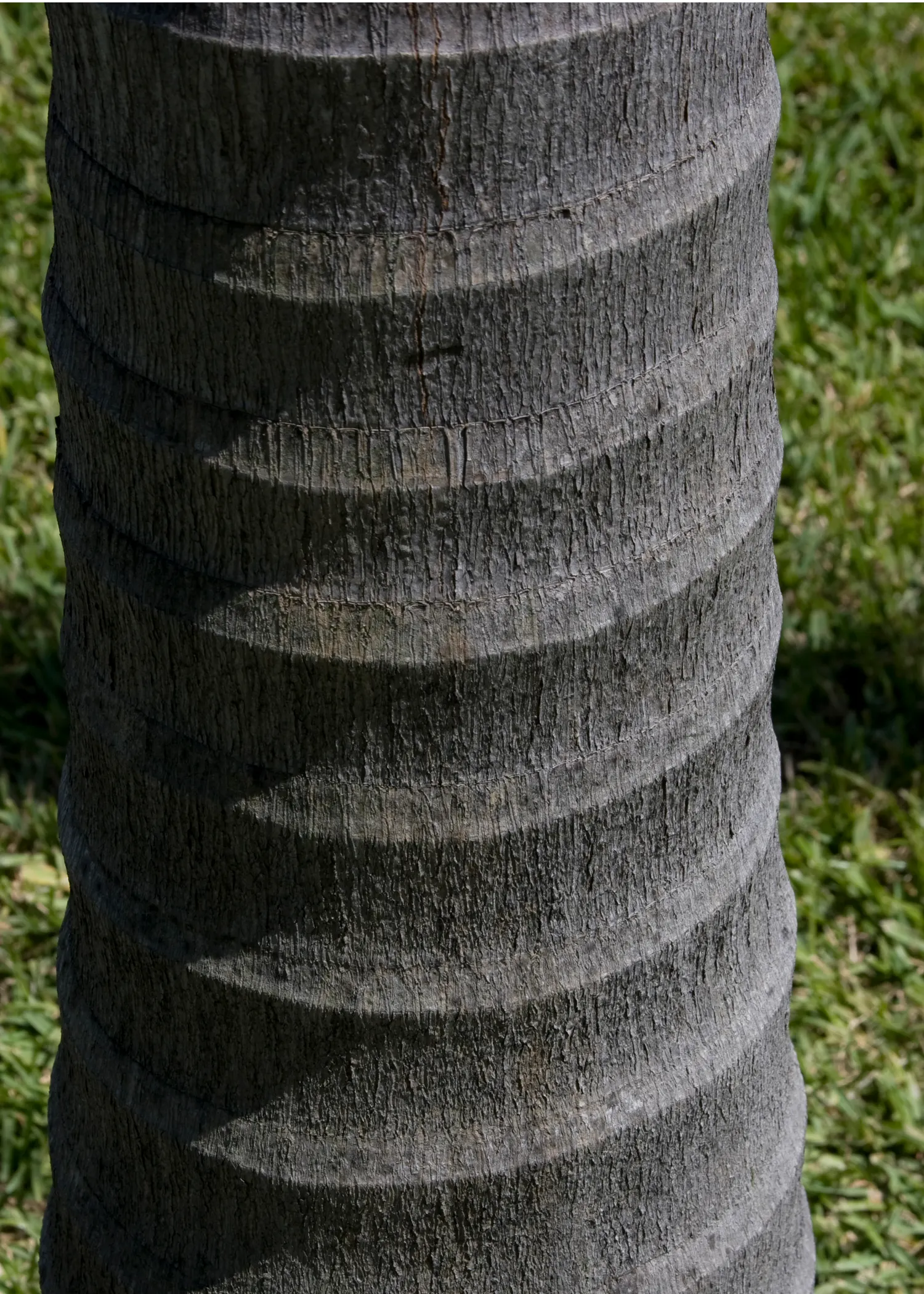 King Palm (Archontophoenix Cunninghamiana) — supports a crown of lustrous green fronds extending 6-10 feet; it provides an excellent contrast to, image 45