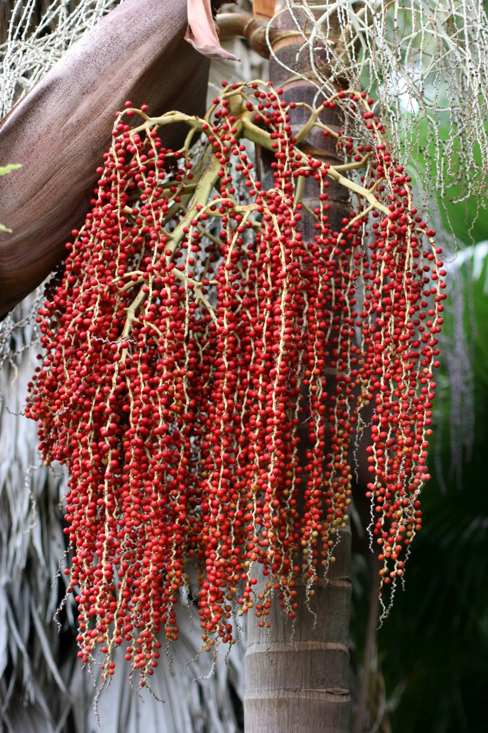 King Palm (Archontophoenix Cunninghamiana) — The King Palm's stately elegance will undoubtedly elevate any garden space