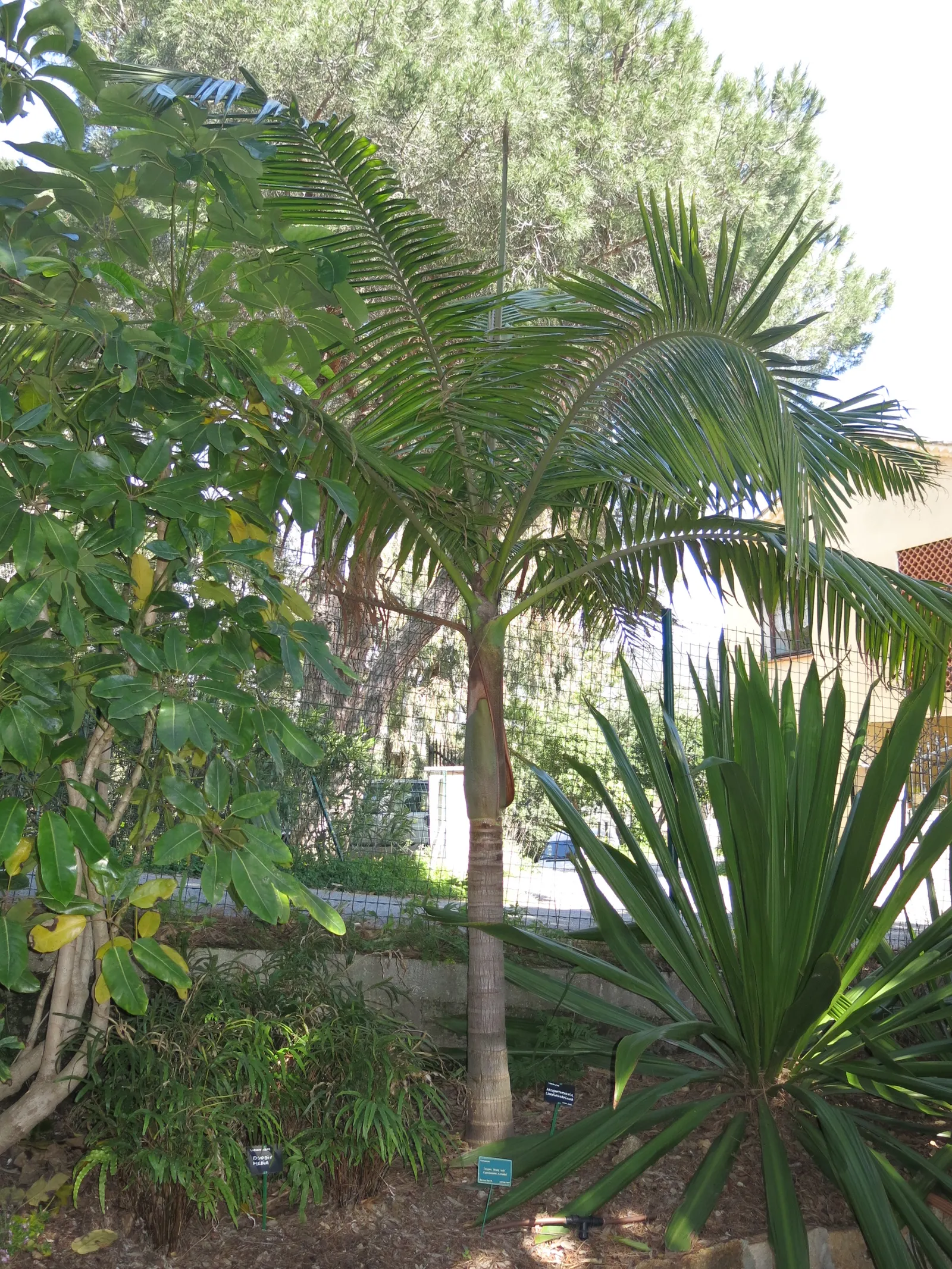 King Palm (Archontophoenix Cunninghamiana) — particularly during its establishment period