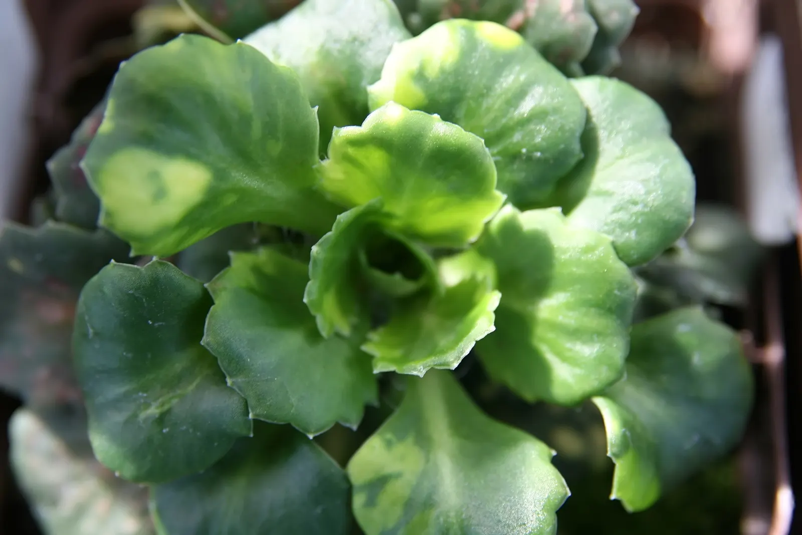 London Pride (Saxifraga X Urbium) — This low-maintenance ground cover thrives in partial shade and well-drained soil