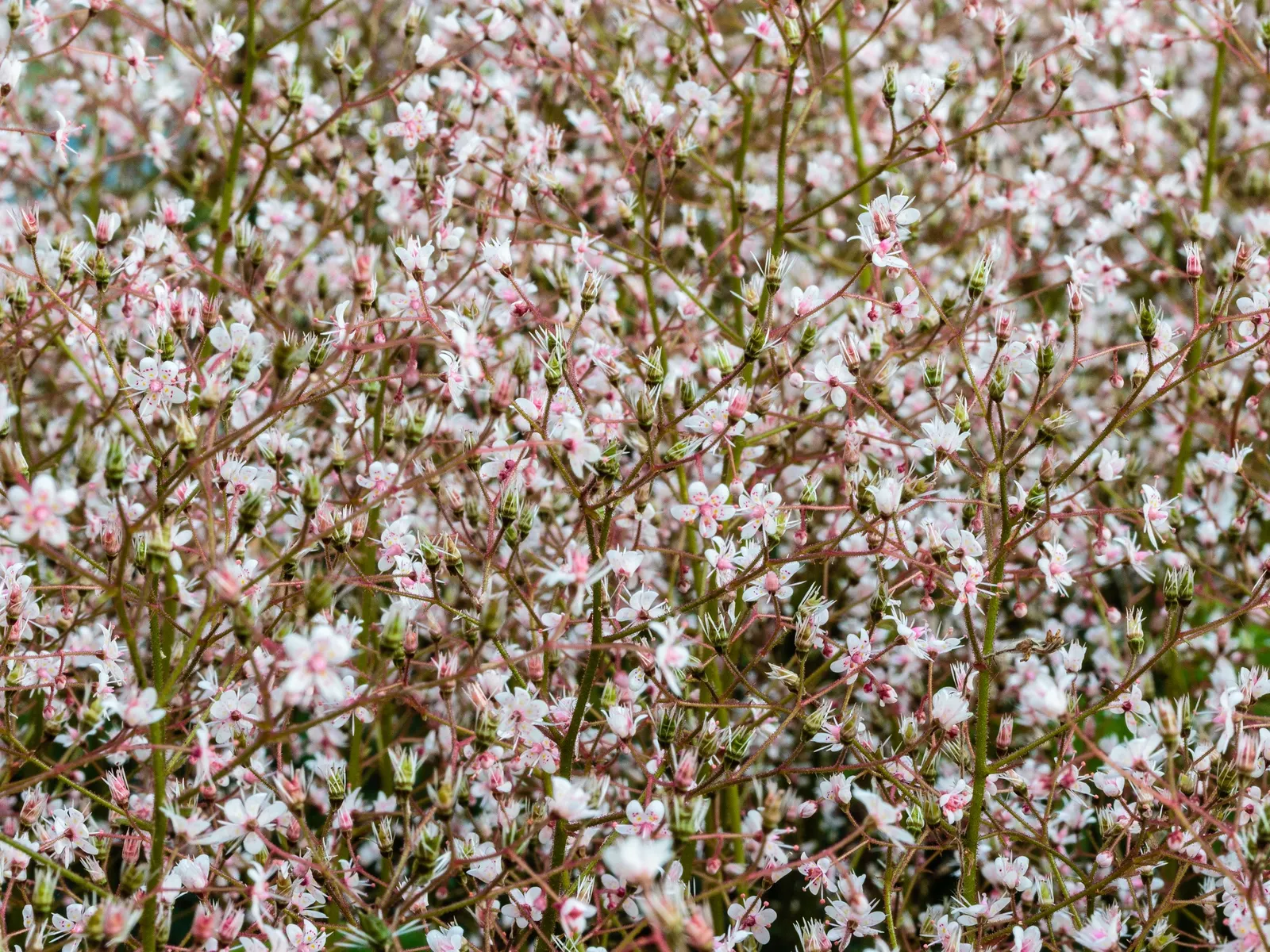 London Pride (Saxifraga X Urbium) — The foliage comprises spoon-shaped leaves