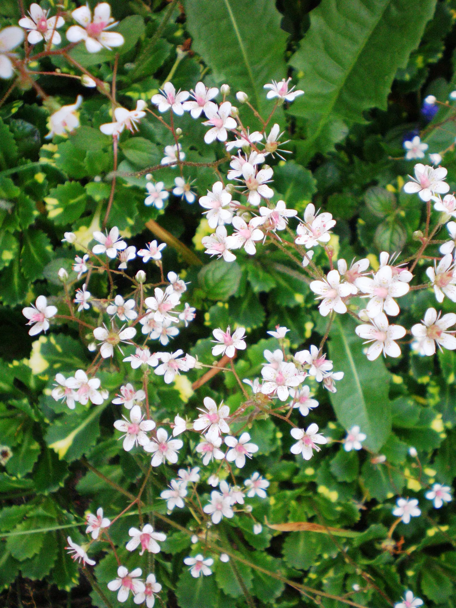 London Pride (Saxifraga X Urbium) — In late spring to early summer, it presents tiny, star-shaped pink flowers on 10-inch stalks