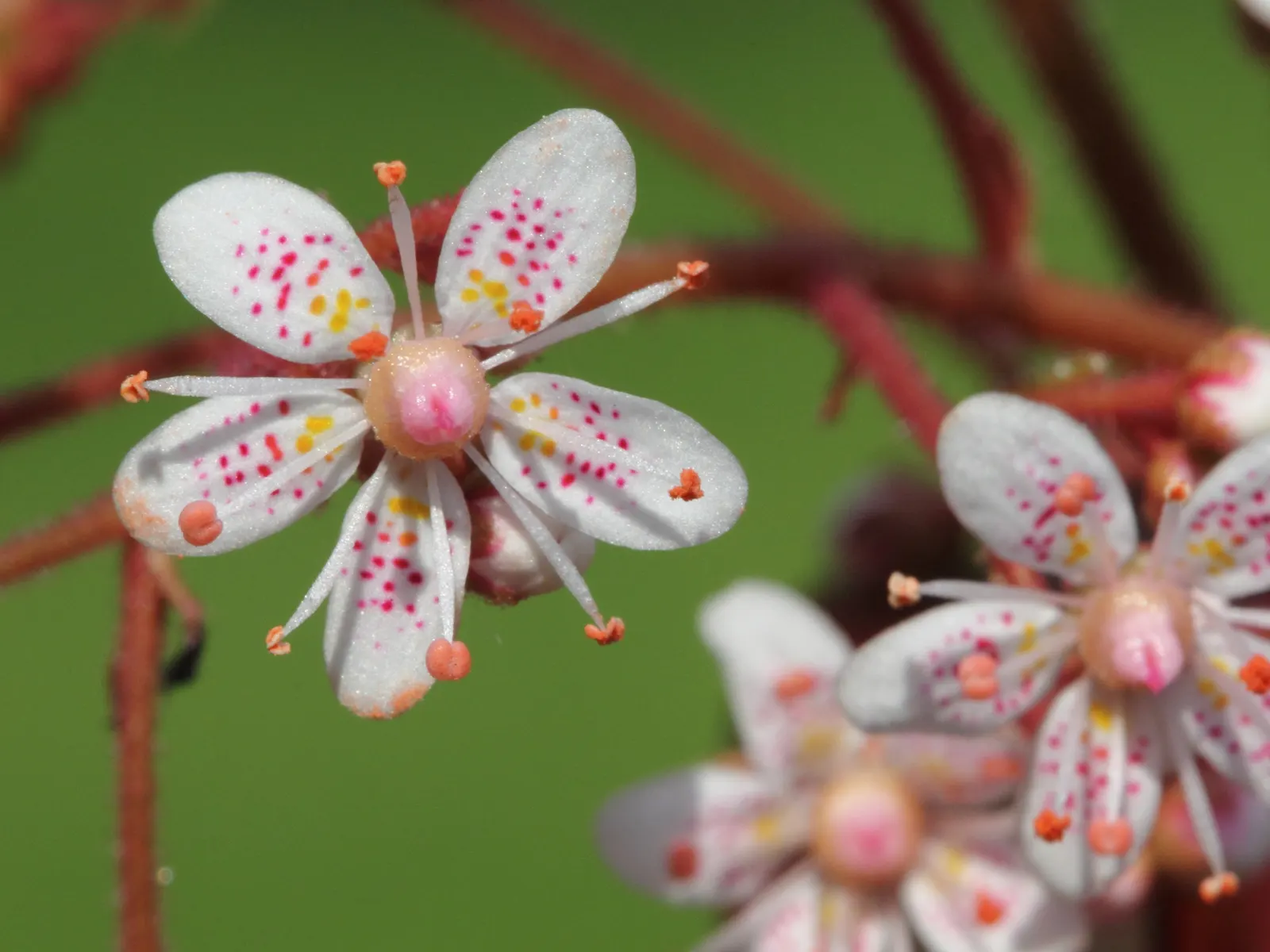 London Pride (Saxifraga X Urbium) — Its hardiness and dainty appearance add an old-world elegance to any landscape design