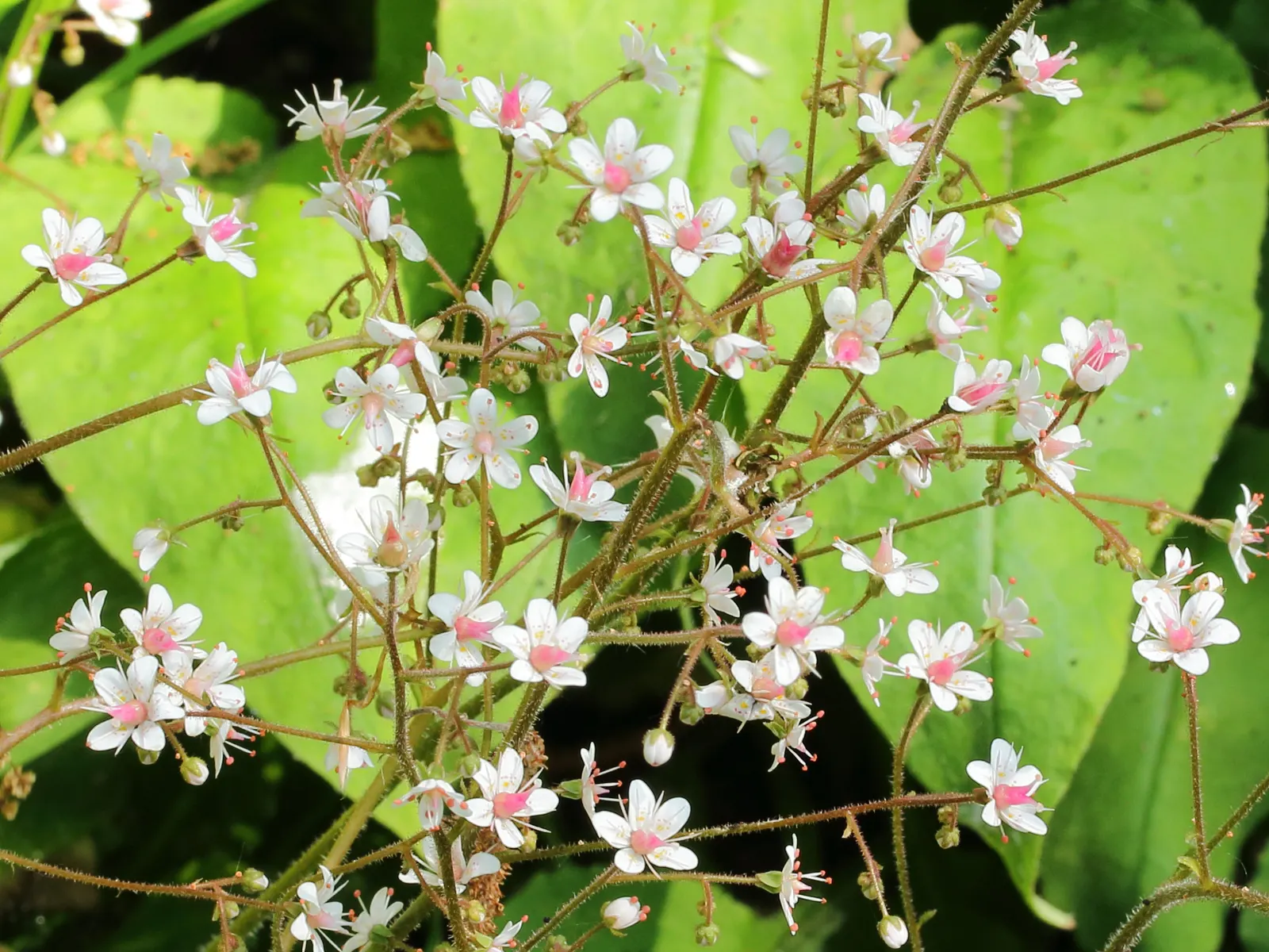 London Pride (Saxifraga X Urbium) — London Pride, or Saxifraga x urbium, is a charming perennial forming dense mats of evergreen rosettes