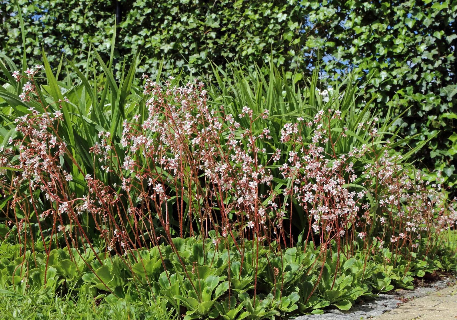 London Pride (Saxifraga X Urbium) — making it ideal for rock gardens and borders