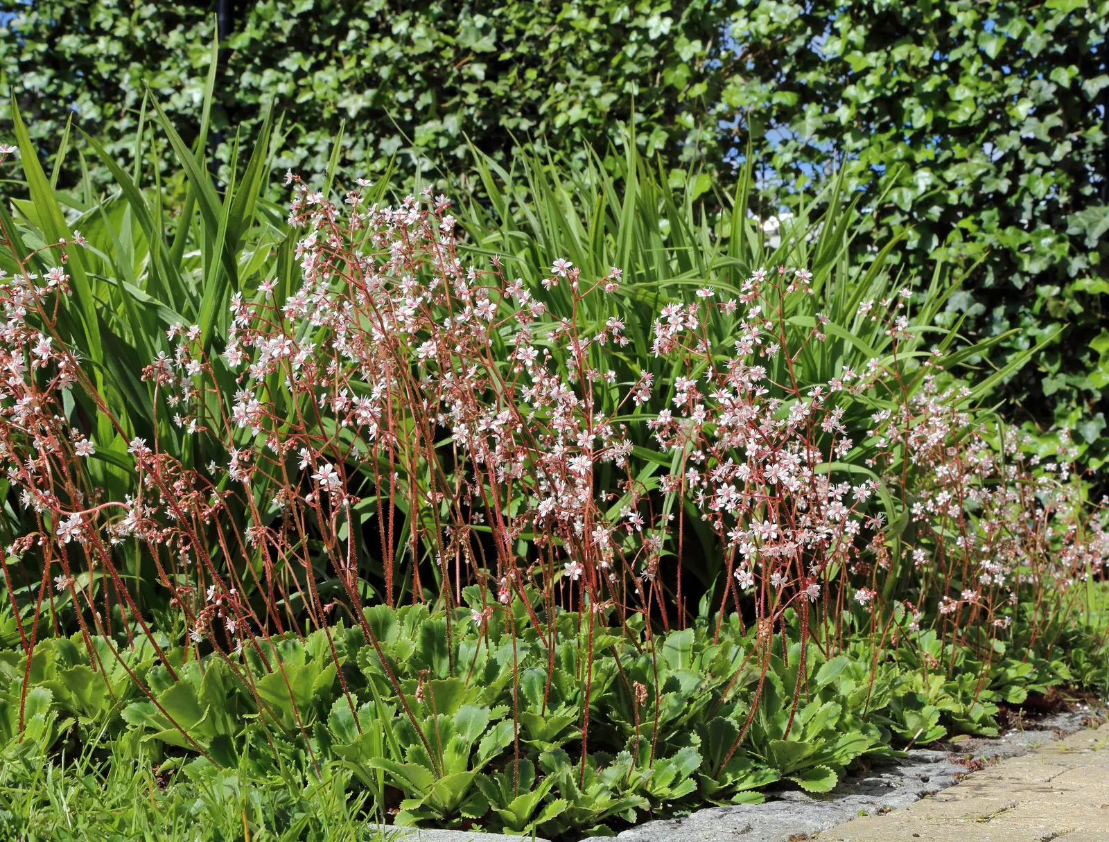 London Pride (Saxifraga X Urbium) — beautifully arranged into neat basal rosettes