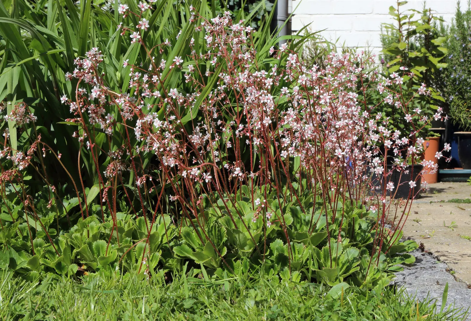 London Pride (Saxifraga X Urbium) — typically around 2 to 3 inches in diameter