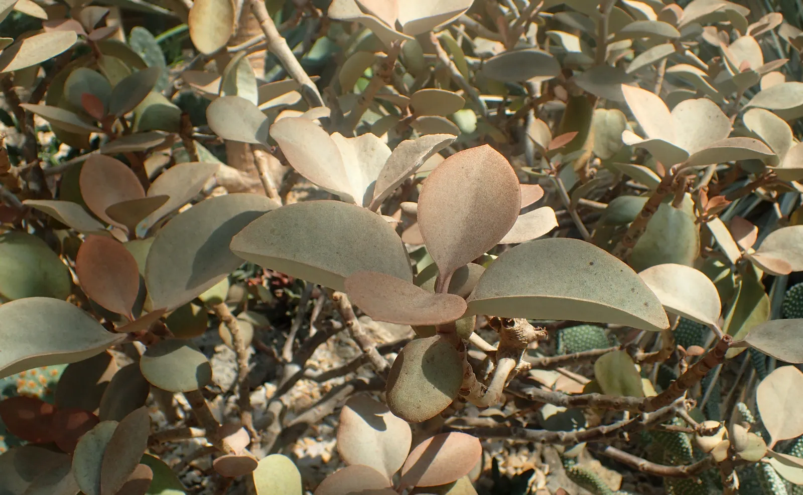 Copper Spoons (Kalanchoe Orgyalis) — perennial / succulent with yellow blooms