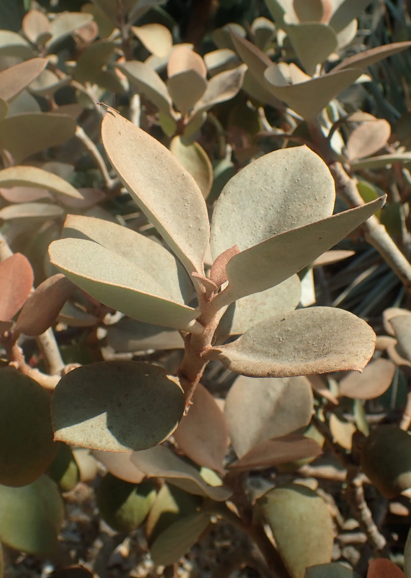 Copper Spoons (Kalanchoe Orgyalis) — spoon-shaped leaves that transition from silvery to rusty copper as they mature; given its minimal water needs and