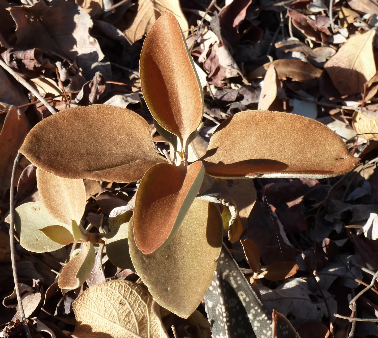 Copper Spoons (Kalanchoe Orgyalis) — The mature plant can reach up to 3 feet in height with a spread of around 2 to 3 feet
