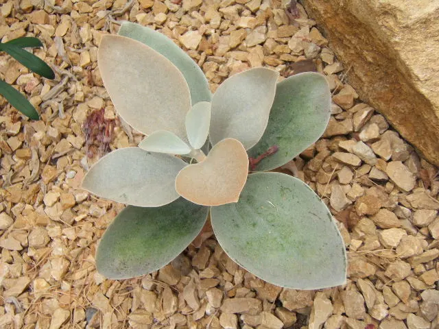 Copper Spoons (Kalanchoe Orgyalis) — spoon-shaped leaves that transition from silvery to rusty copper as they mature