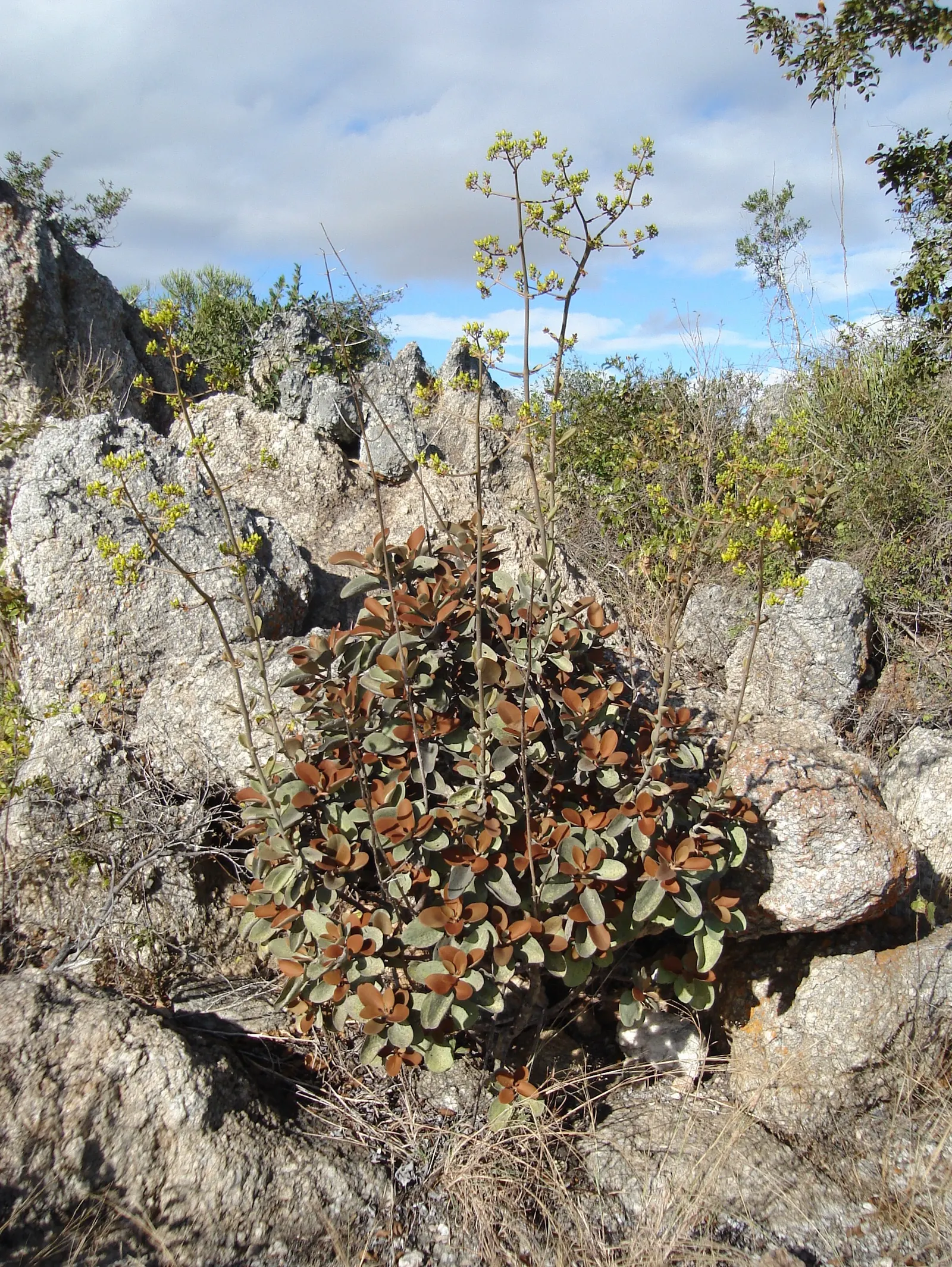Copper Spoons (Kalanchoe Orgyalis) — Copper Spoons (Kalanchoe orgyalis) is a striking succulent; this drought-tolerant plant typically grows up to 3 feet tall