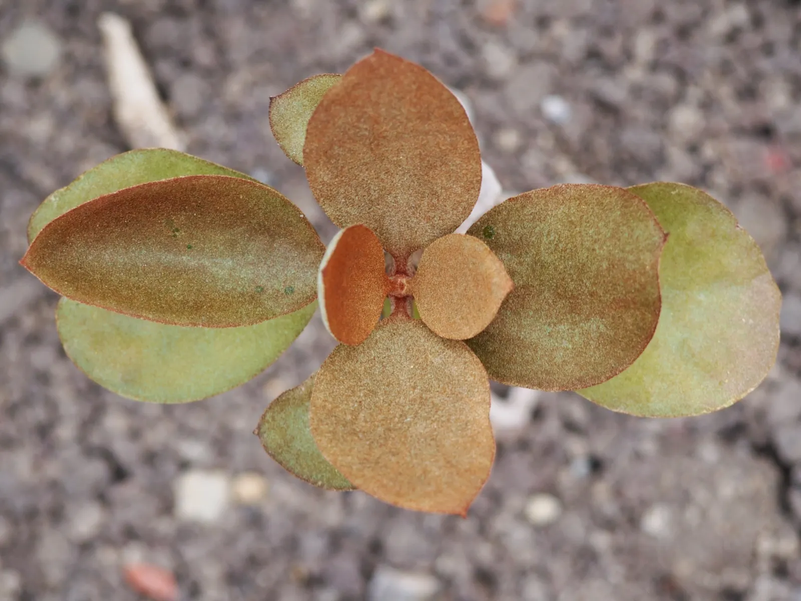 Copper Spoons (Kalanchoe Orgyalis) — resembling the appearance of inverted spoons