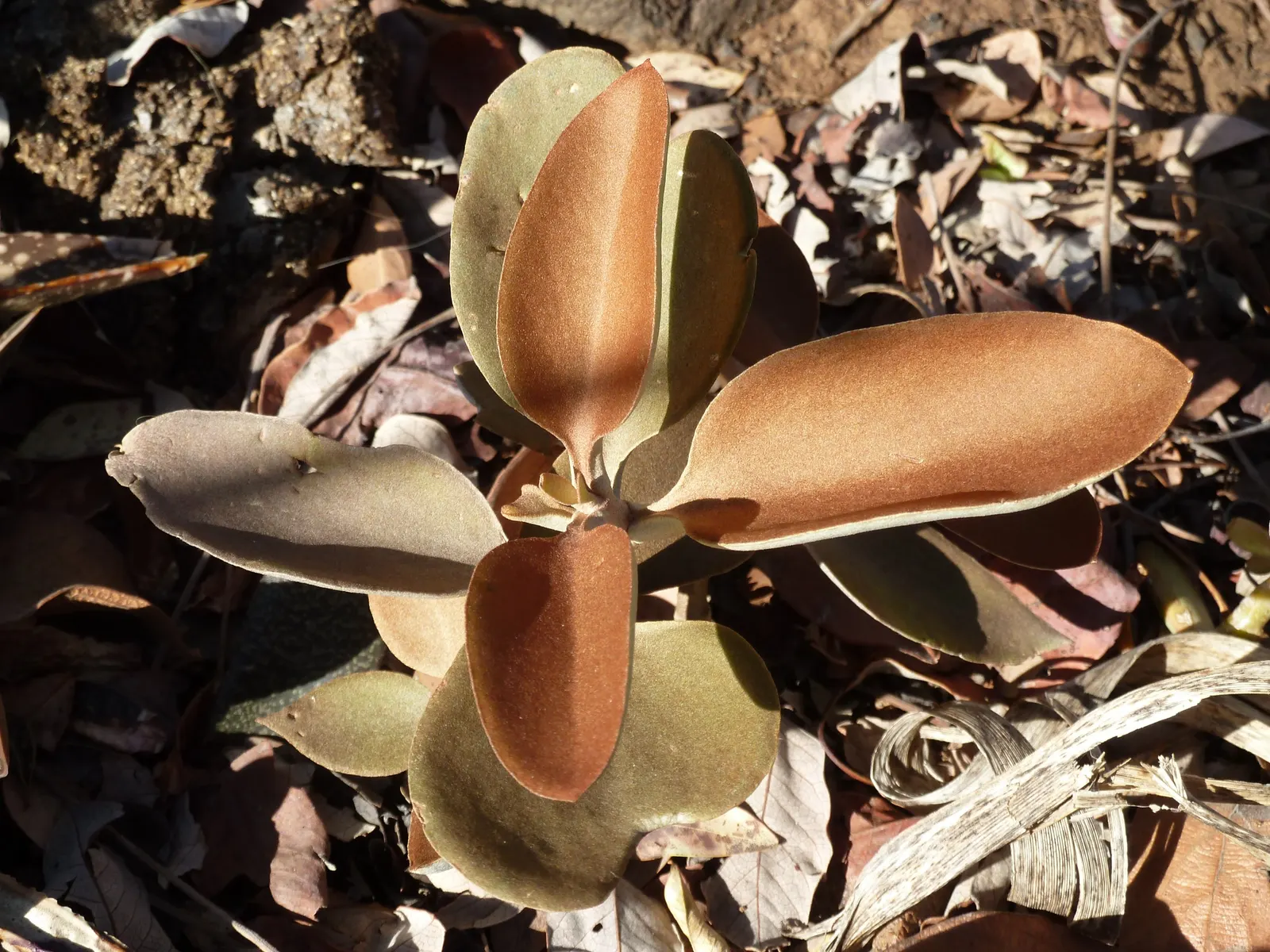 Copper Spoons (Kalanchoe Orgyalis) — with a contrasting silvery-gray on the underside