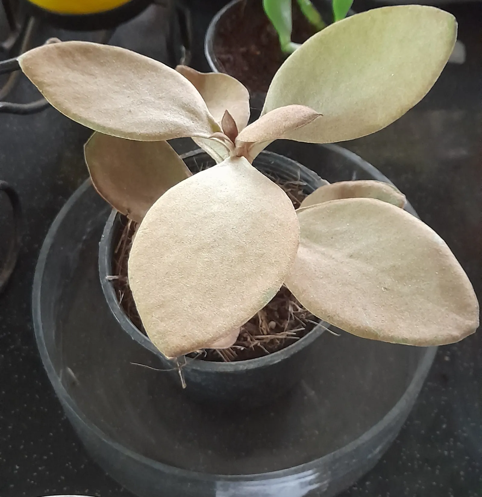 Copper Spoons (Kalanchoe Orgyalis) — Dead leaves should be pruned to maintain its neat appearance and encourage new foliage