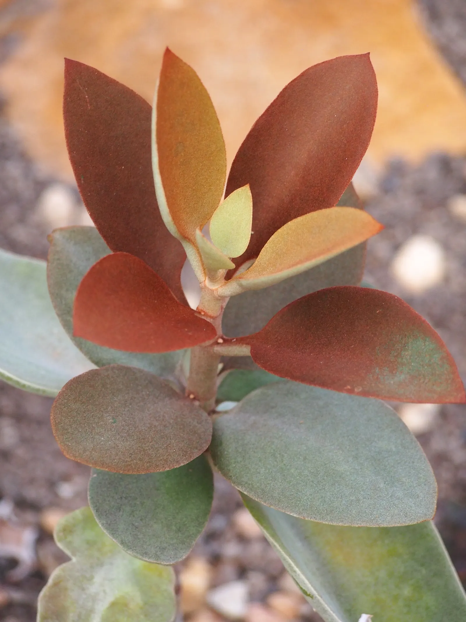 Copper Spoons (Kalanchoe Orgyalis) — slow-release fertilizer in the early spring to support its growth