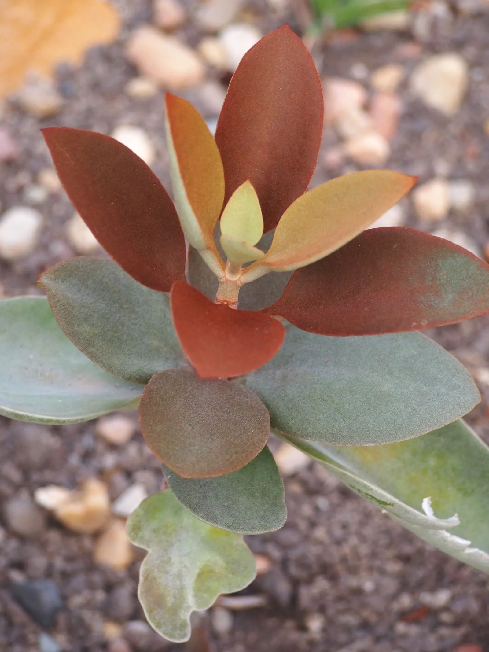 Copper Spoons (Kalanchoe Orgyalis) — which makes it a striking addition to any landscape design