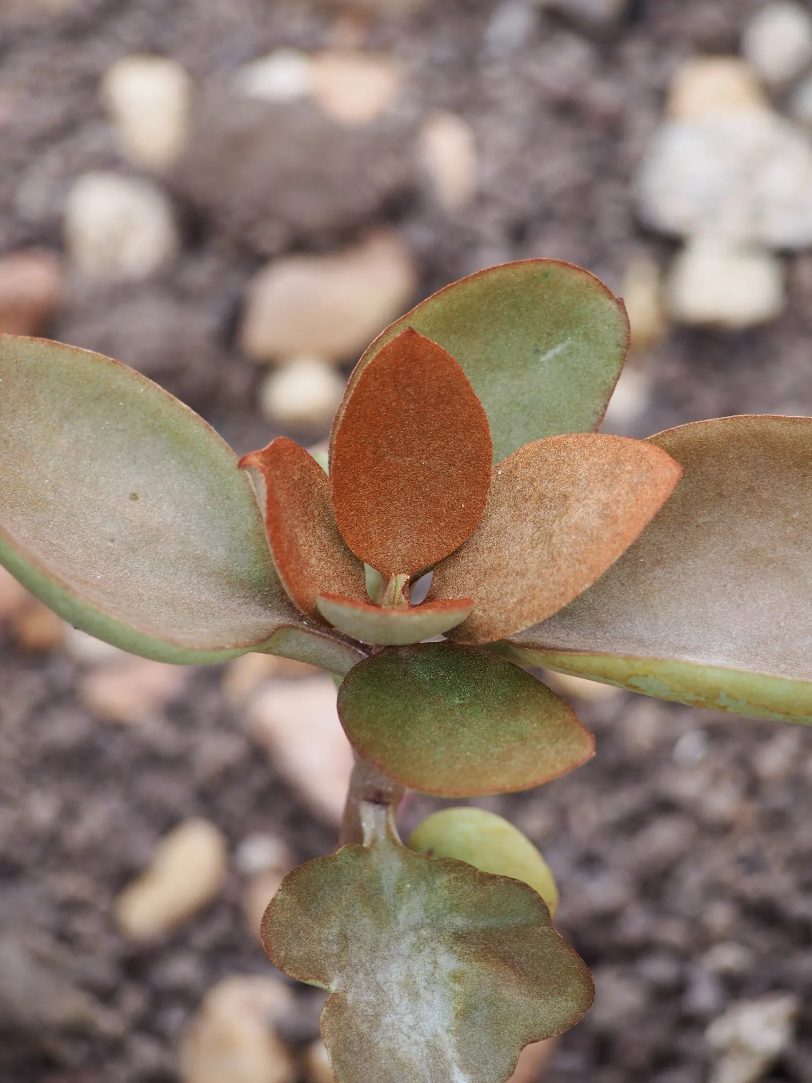Copper Spoons (Kalanchoe Orgyalis) — It can benefit from a light application of a balanced